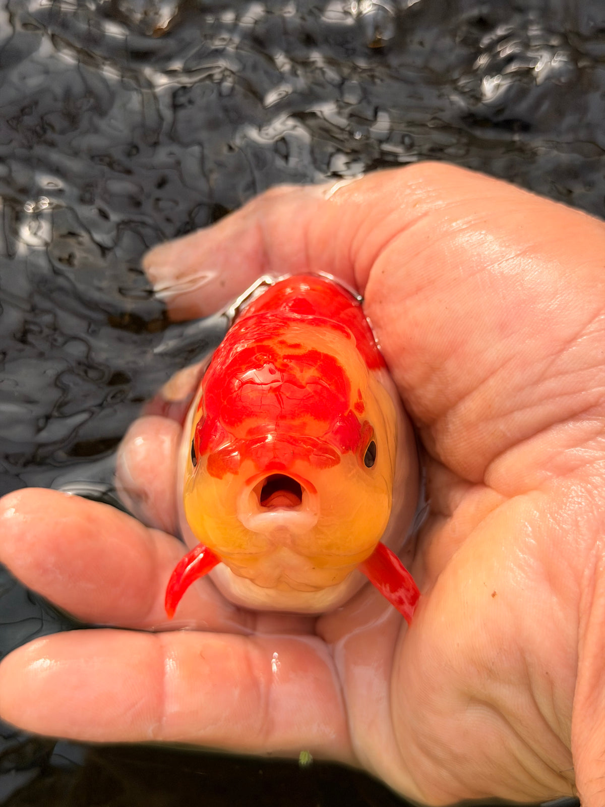 Basic Ranchu