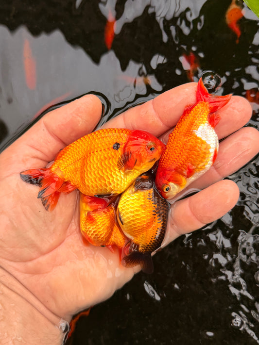 Group of 5 assorted low-medium quality ranchu & sharkchu, assorted sizes