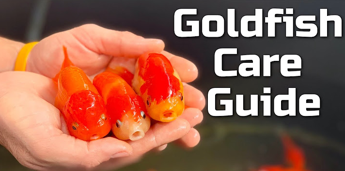 Load video: Goldfish Care Guide (Watch before buying!)